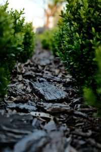 Your Guide On Choosing The Best Mulch Color For Your Lawn & Garden