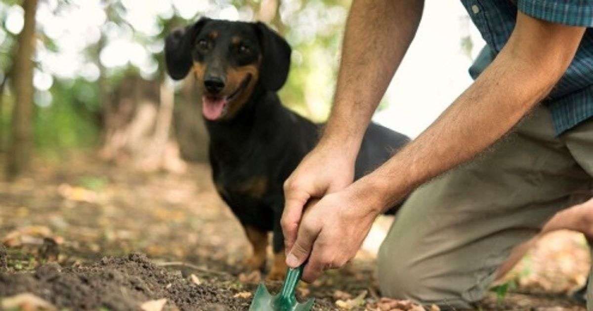 How To Keep Dogs Out Of Mulch (8 Proven Ways) | Mulch Universe
